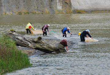 Whitebaiters working the river