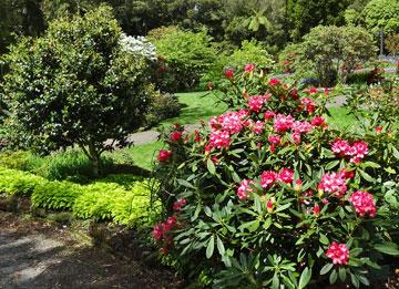 Rhododendrons in bloom