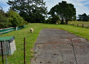 Sheep grazing