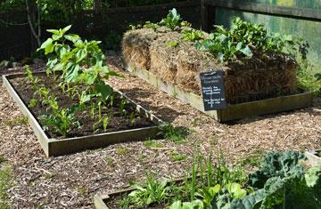 Vegetable gardening techniques