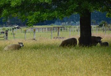 Sheep grazing on the reserve
