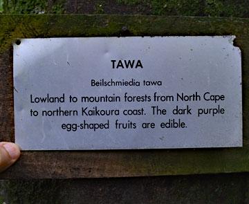 Sign for a native Tawa tree