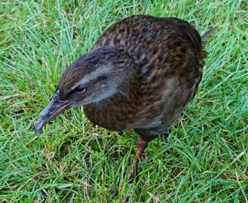 And a friendly Weka in the carpark