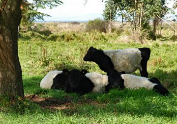 Livestock grazing next door