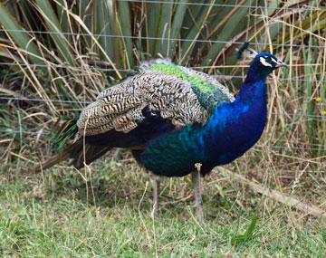 Resident Peacock