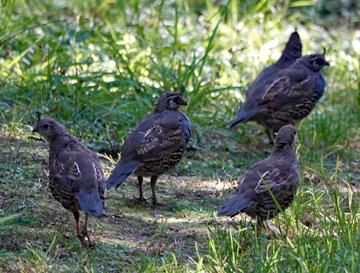 Quail