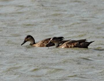 Ducks swimming in the lake