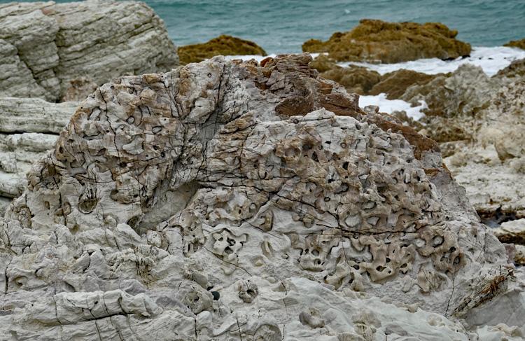 Rocks filled with fossils