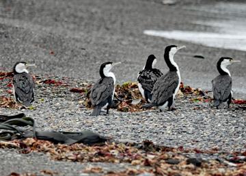 Herons on the beach