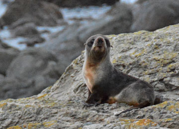 Baby seal