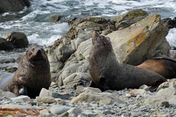 Two seals checking us out