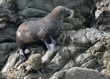 Another seal about to head back into the water