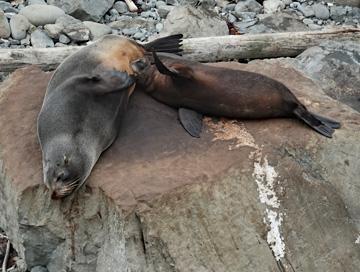 Seal pup suckling for milk