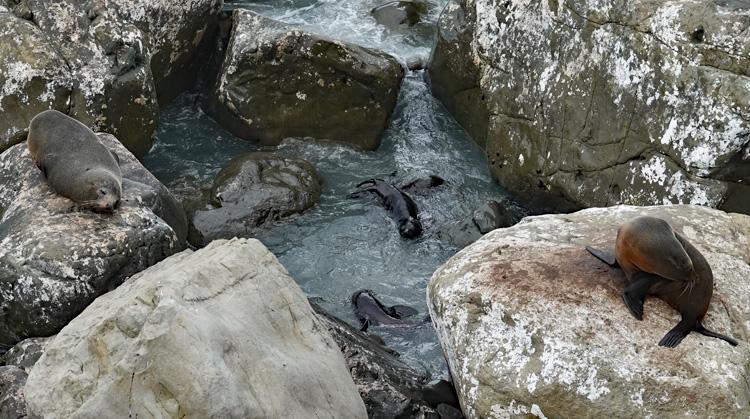 Seal pups playing