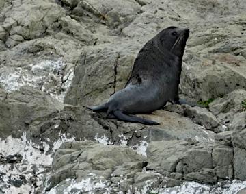 The seals were still there