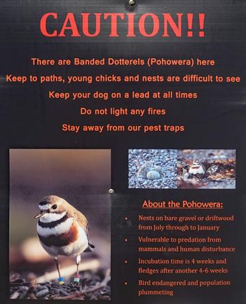 Banded Dotterel sign