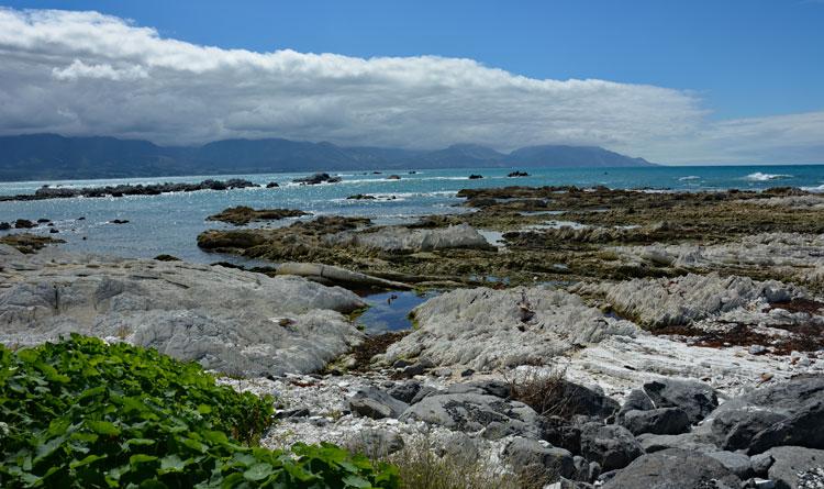 Foreshore at the Leader River Reserve