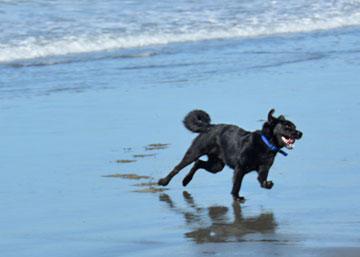 Dog enjoying a run