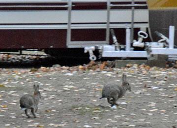 Wild rabbits running around