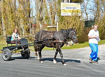 Getting ready for trotting - just outside the park entrance