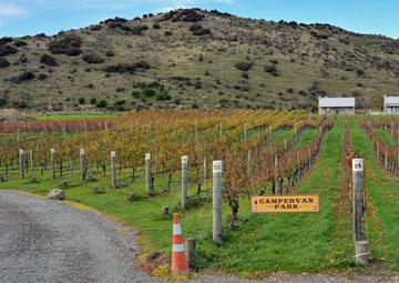 Vineyard, and driveway to the powered sites