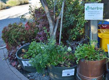 Pots of herbs to use when cooking