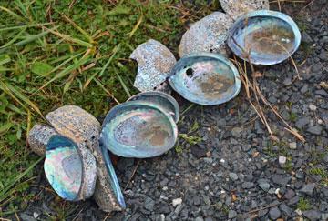 Paua shells used to decorate the path