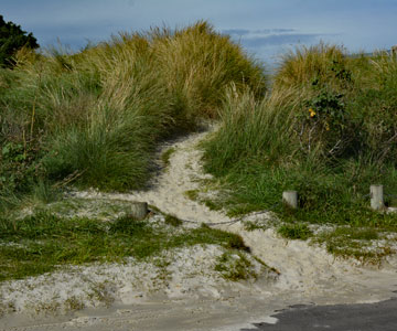Track leading down to the beach
