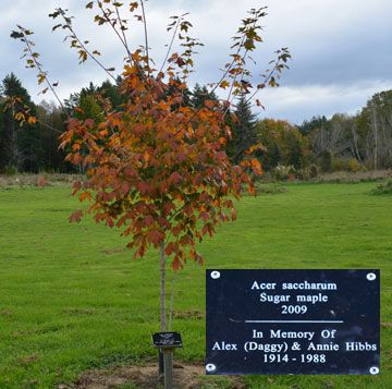 Young tree with a dedication