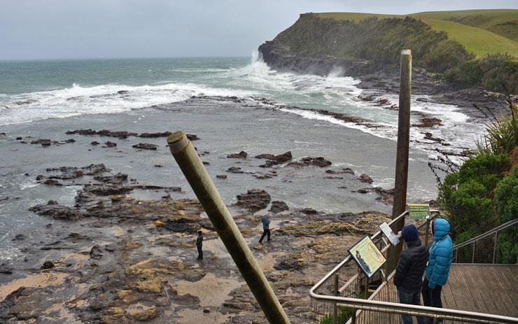 Curio Bay - petrified forest