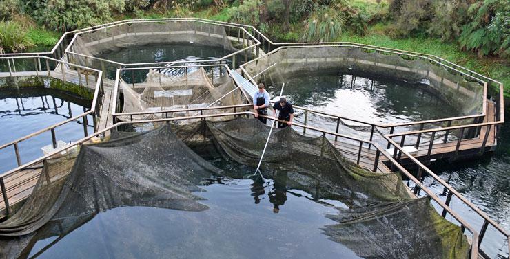 Salmon farm holding pools