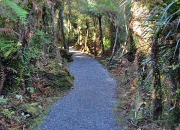 Beginning of the Swamp Forest Walk