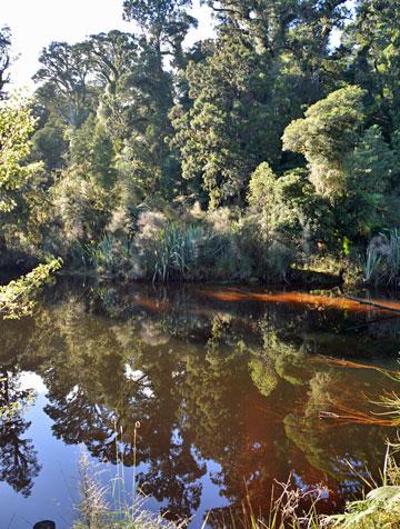 Swamp forest reflections