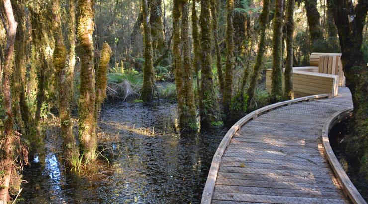 Walkway through the Swamp Forest