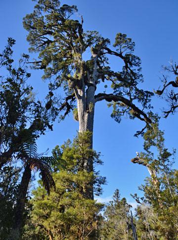 Mature Kaihikatea tree growing in the swamp