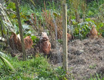 Free range hens