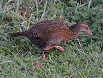 A local weka - one of our native birds