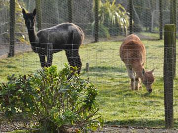 Llamas