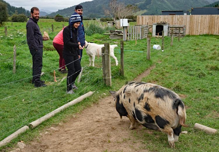 Visitors enjoying the farm animals