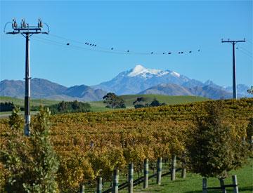 Yealand Estate vineyard