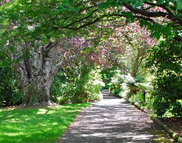 Walkway through the park