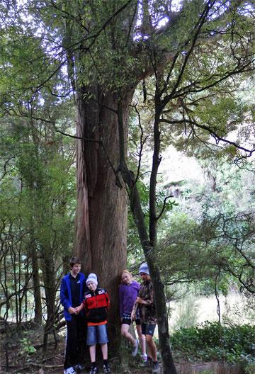 Large Totara tree