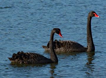 Black swans