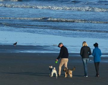 Family enjoying a morning walk with their dogs