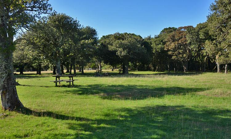 Grass parking in the Waiorongaomai Station reserve