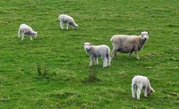 Sheep in the paddock next door