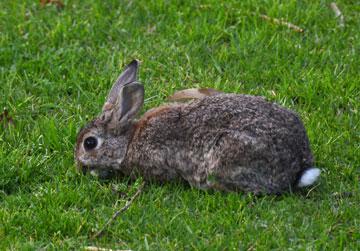 Resident rabbit