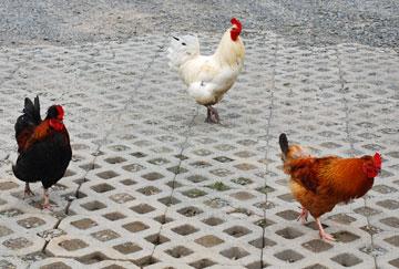 Wandering chickens