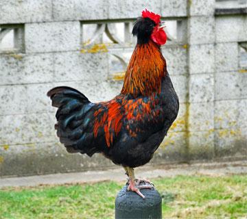 Rooster crowing early in the morning