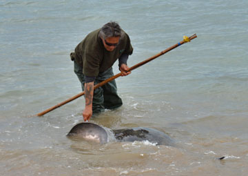 Dean attracting a stingray to come up close